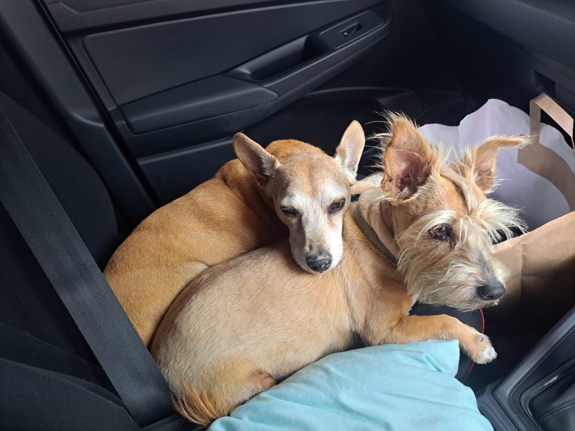 Dog cuddles