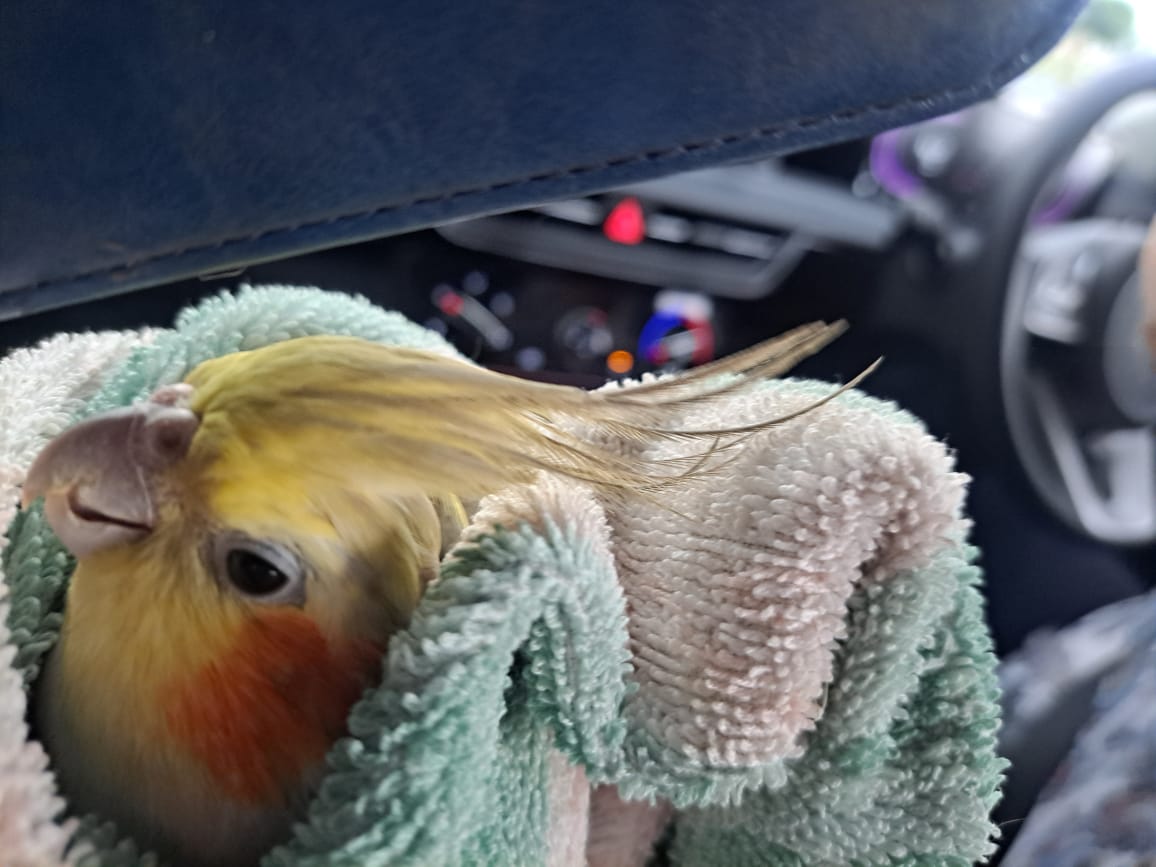 Birds welcome